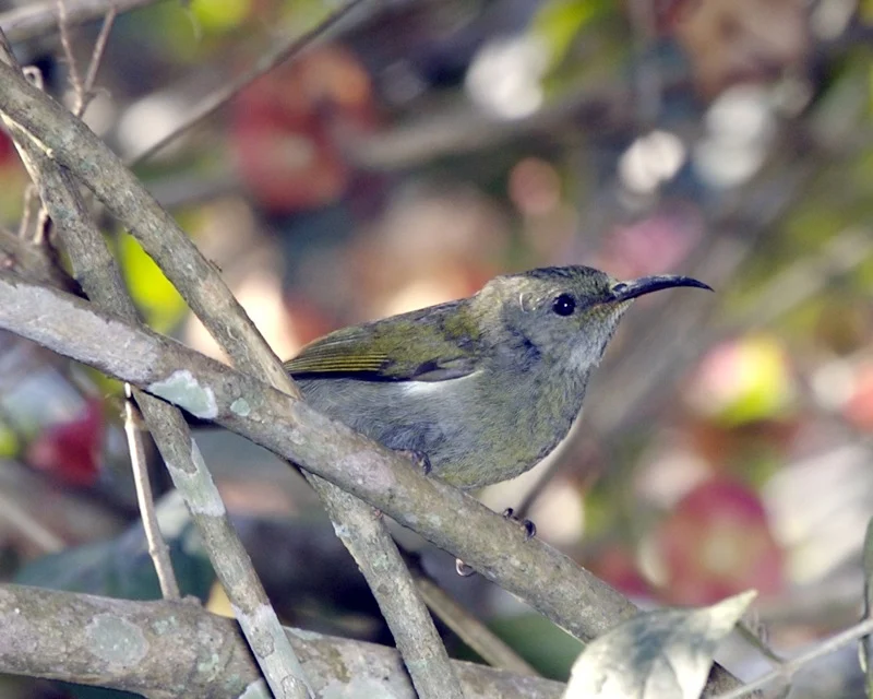 White-flanked Sunbird