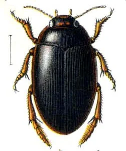 Shielded Agabus Beetle