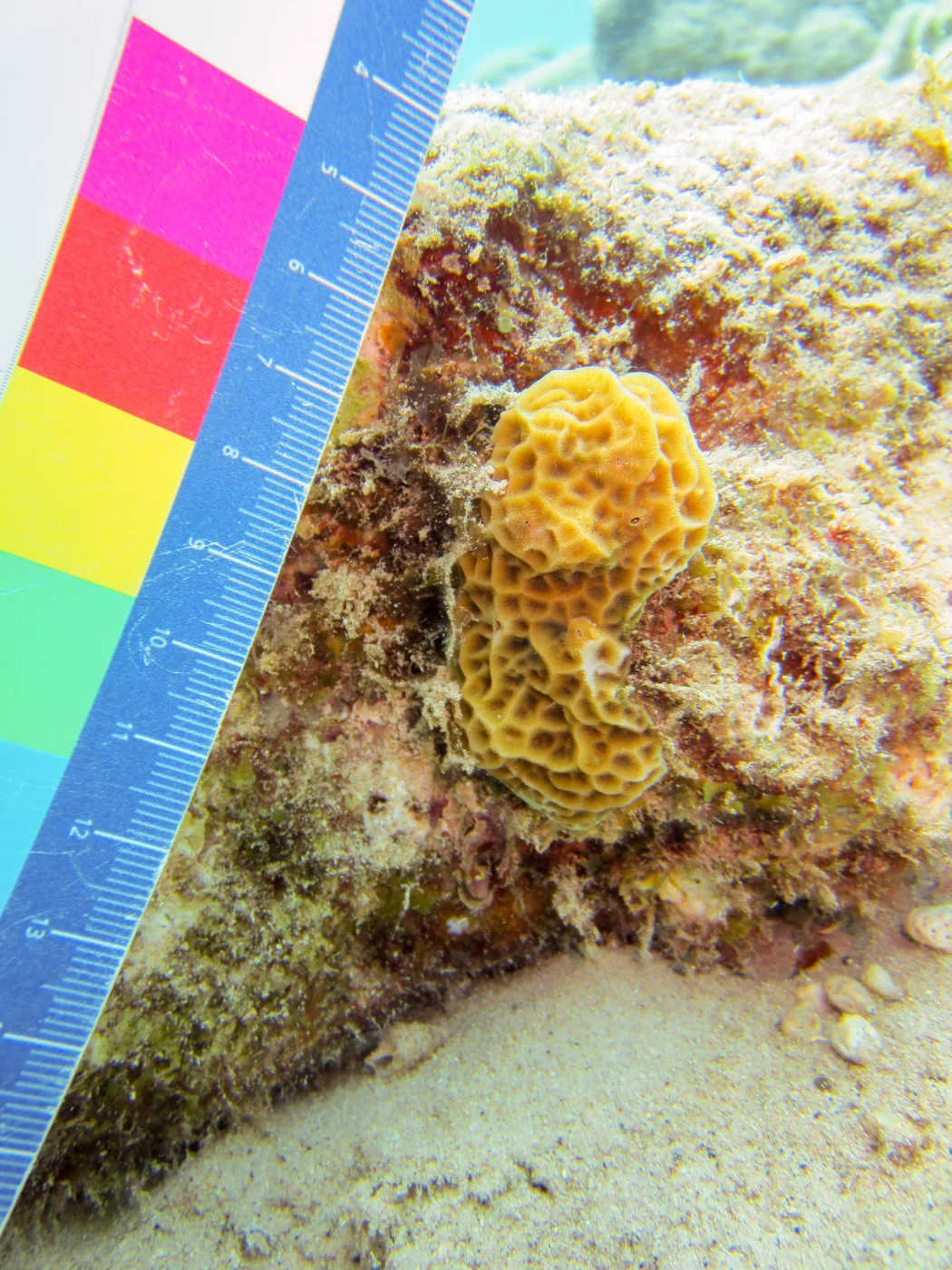 low-relief lettuce coral