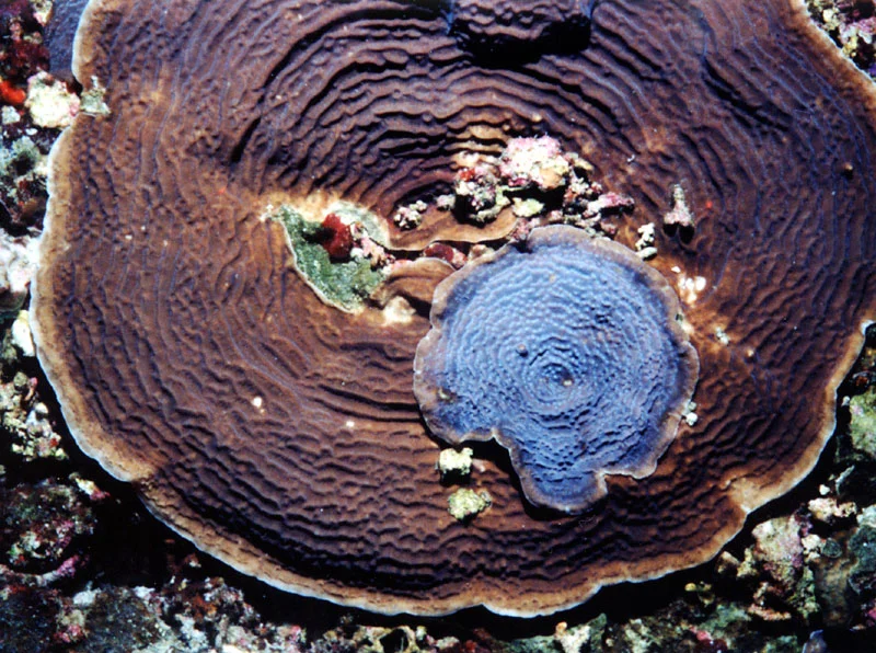 scroll coral