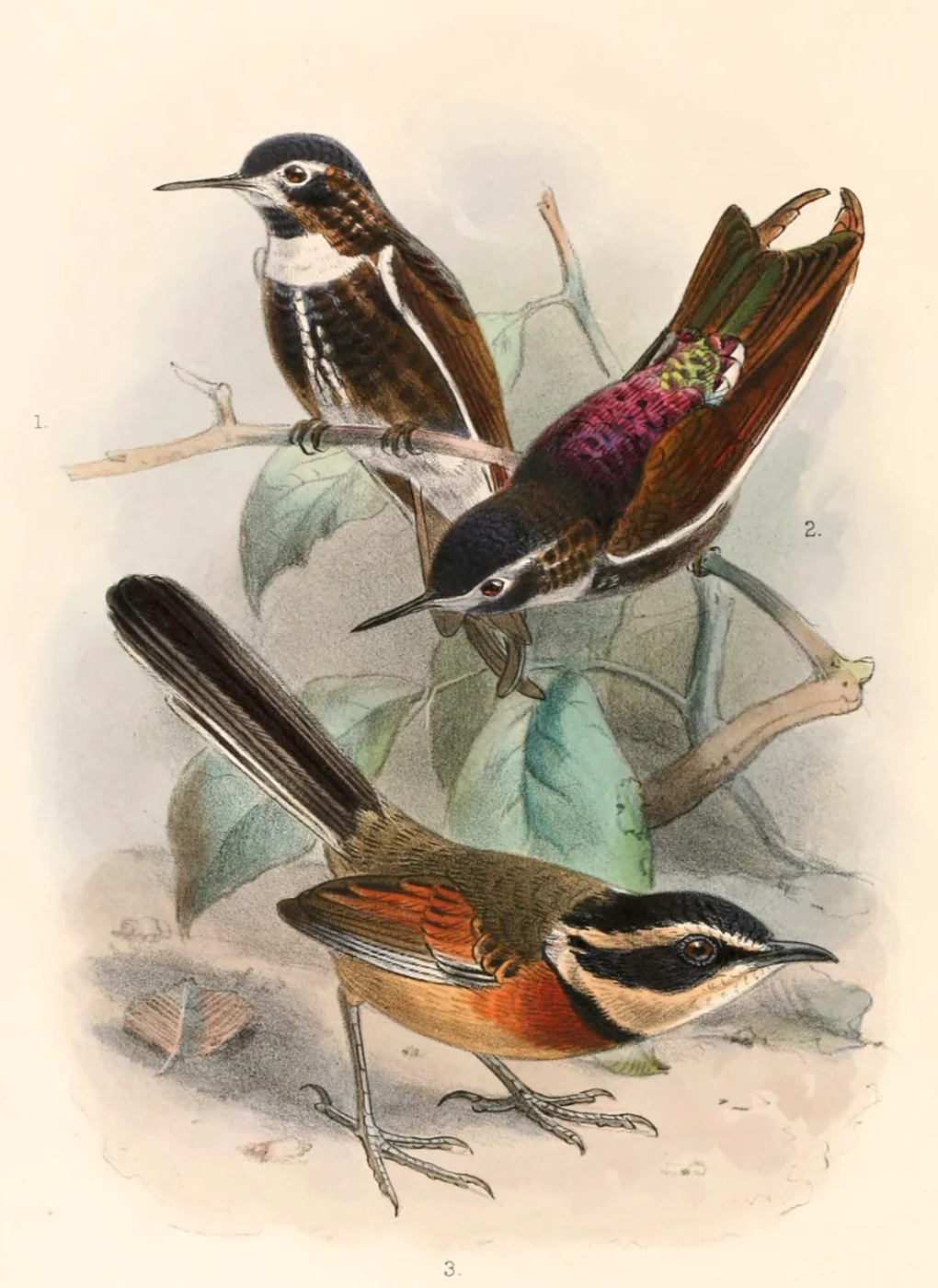 Purple-backed Sunbeam