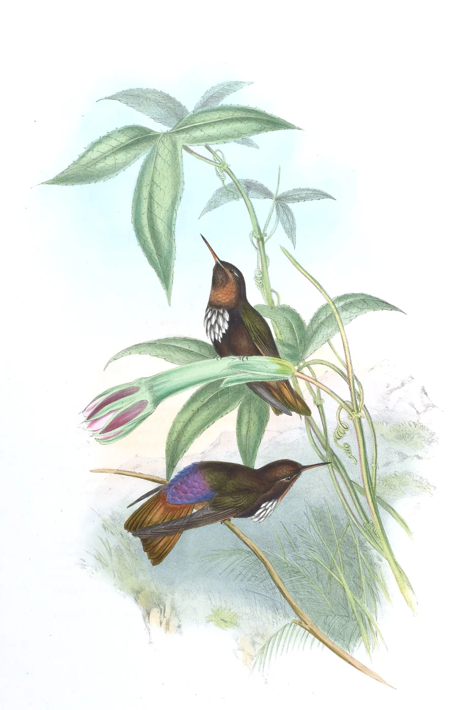 White-tufted Sunbeam