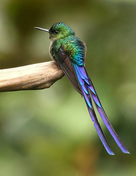 Violet-tailed Sylph