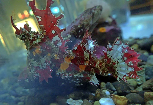 kelp poacher
