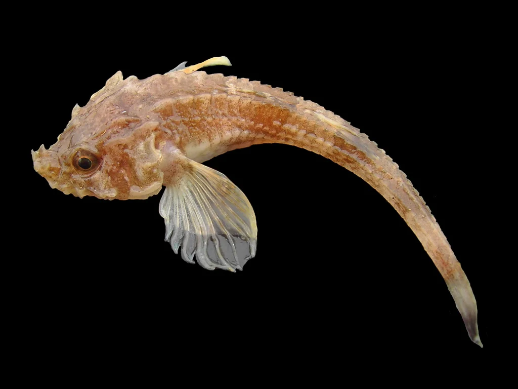 Armed bullhead
