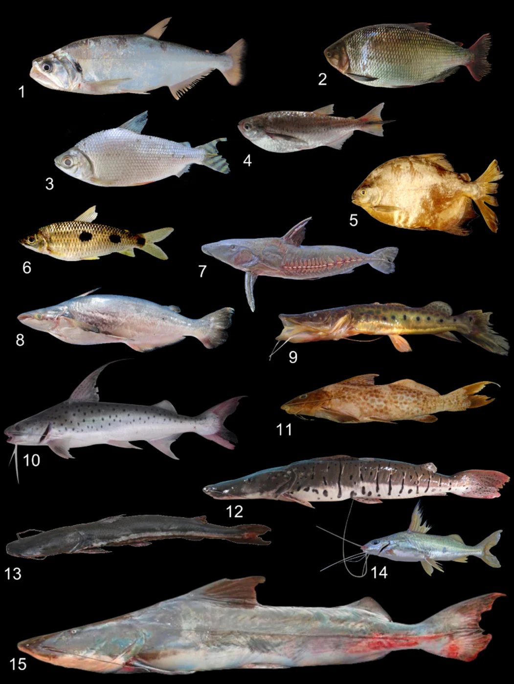 Tocantins Pimelodus