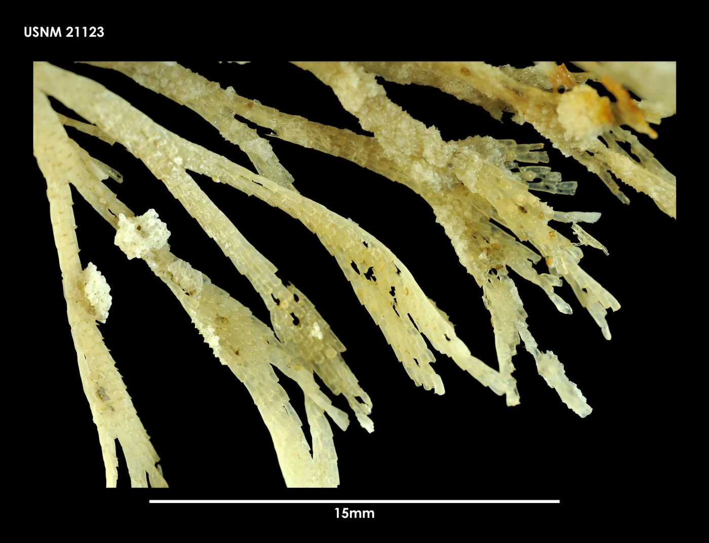 Aimulosia antarctica