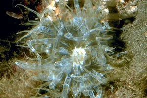 Aiptasiomorpha elongata