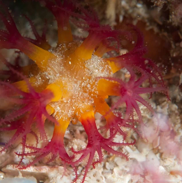 variable soft coral