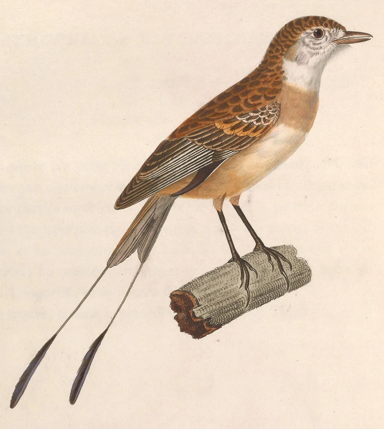 Strange-tailed Tyrant