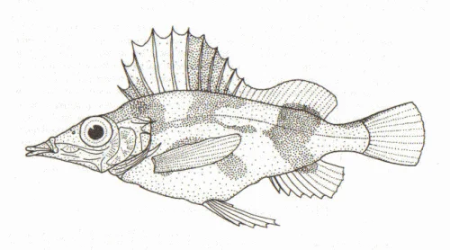 alert pigfish