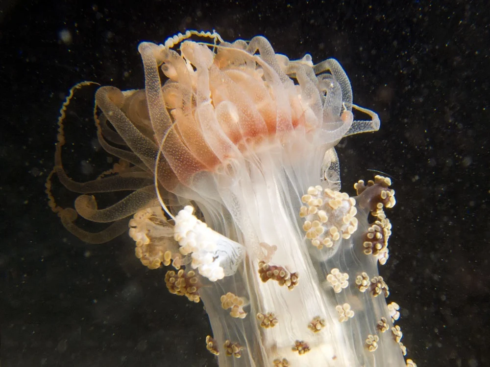 tuberculate night anemone