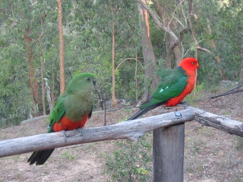 Australian King Parrot