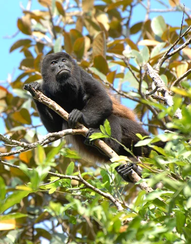 Azuero Peninsula Howler (trabeata)