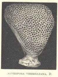 net coral