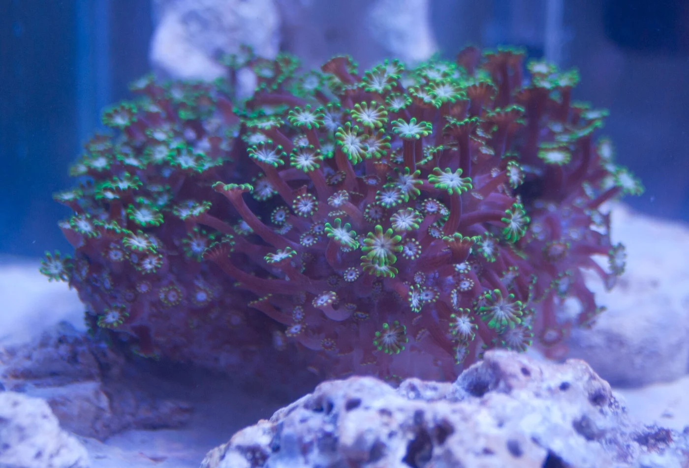 net coral