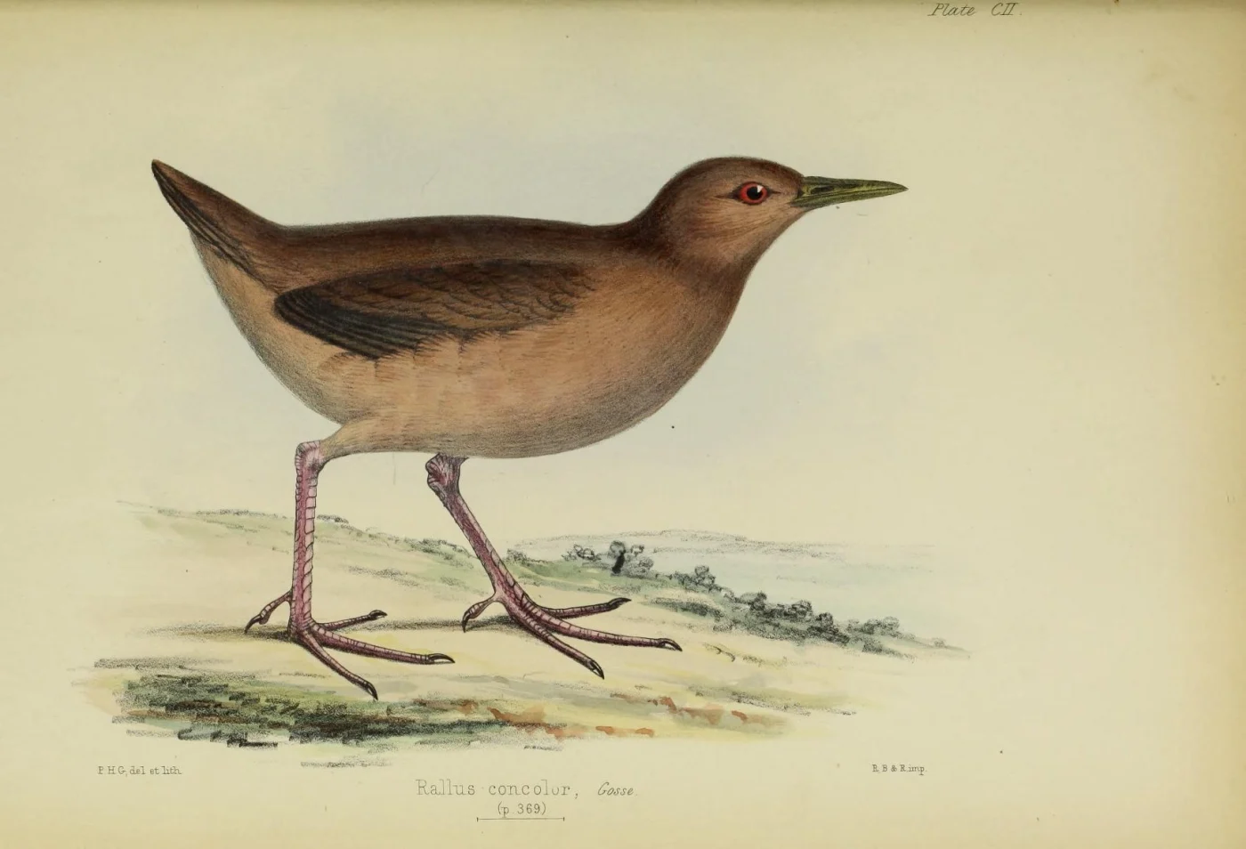 Uniform Crake