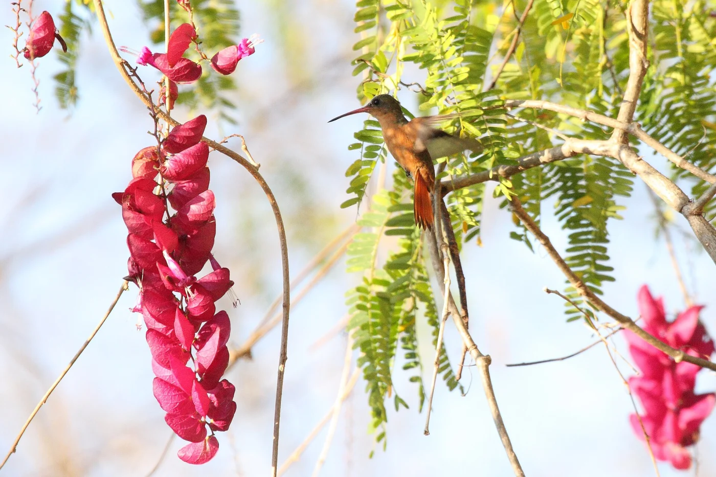 Cinnamon Hummingbird