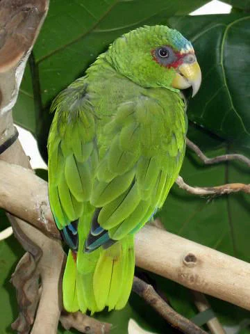 White-fronted Parrot