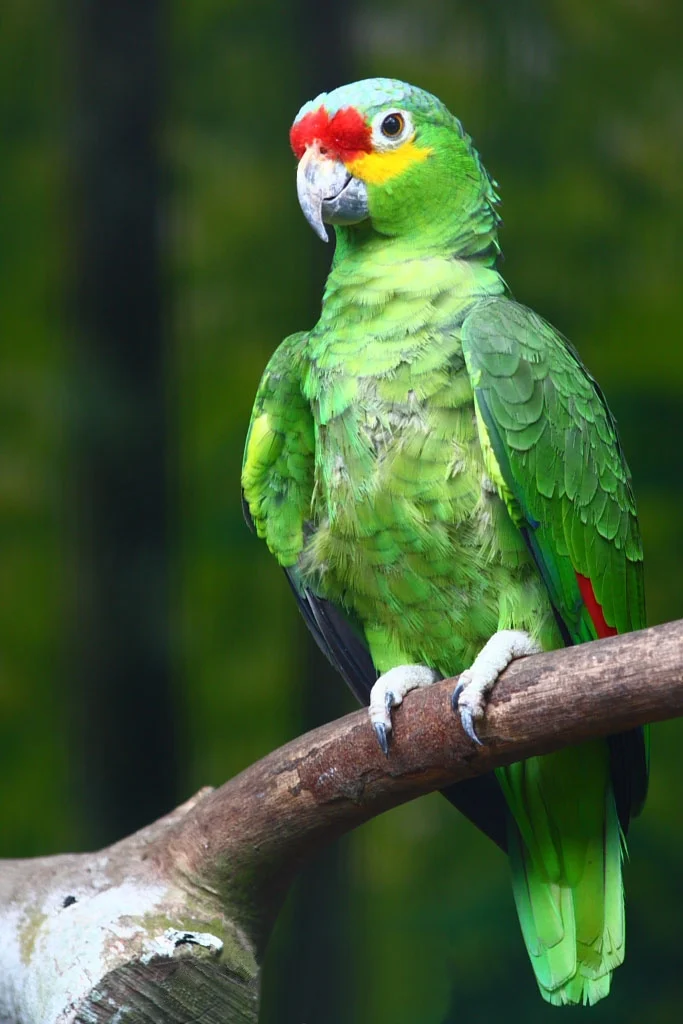 Red Lored Amazon