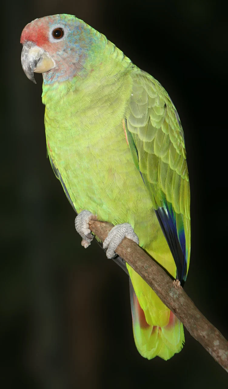 Red-Tailed Amazon