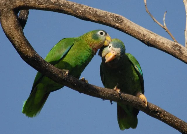 Yellow-billed Amazon