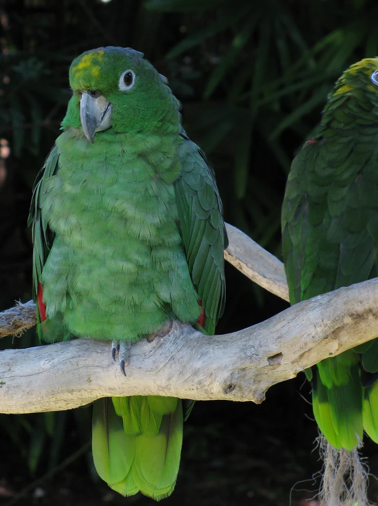 Mealy Parrot