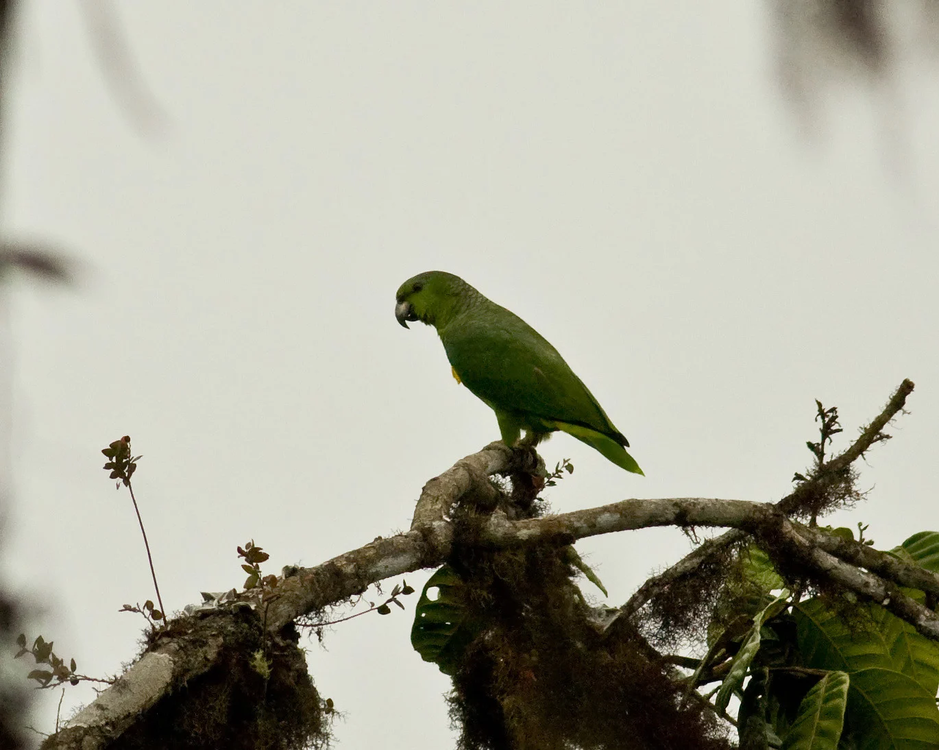 Scaly-naped Amazon
