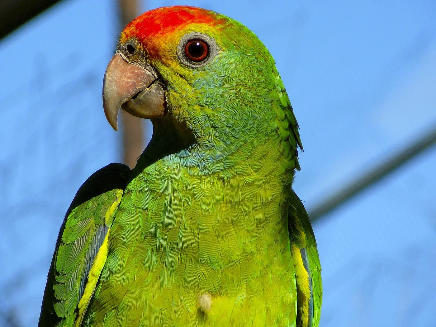 Red-browed Amazon