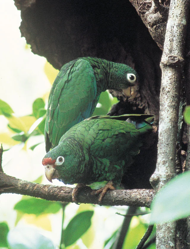Puerto Rican Amazon