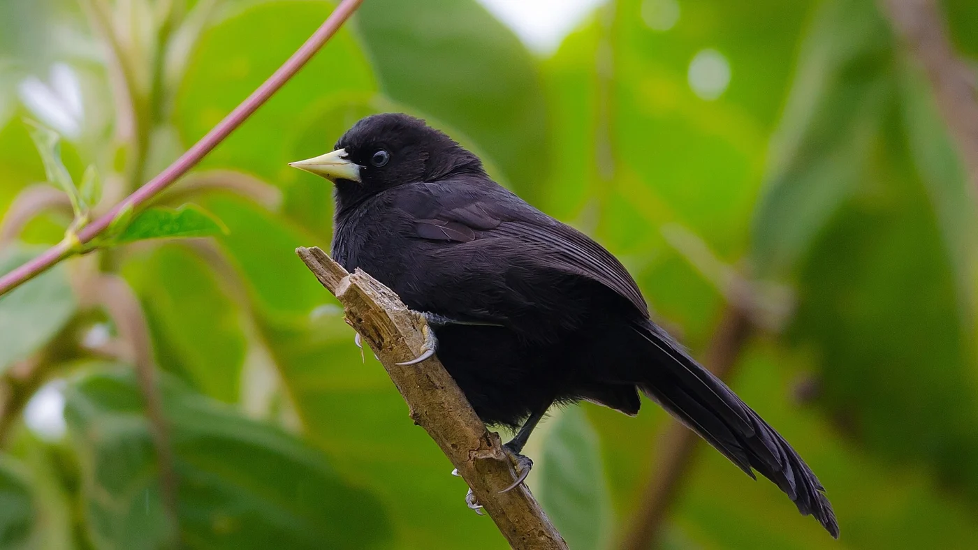 Yellow-billed Cacique