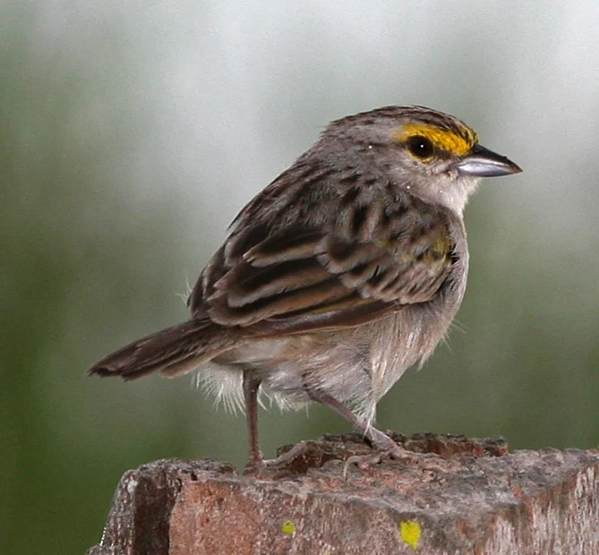 Yellow-browed Sparrow