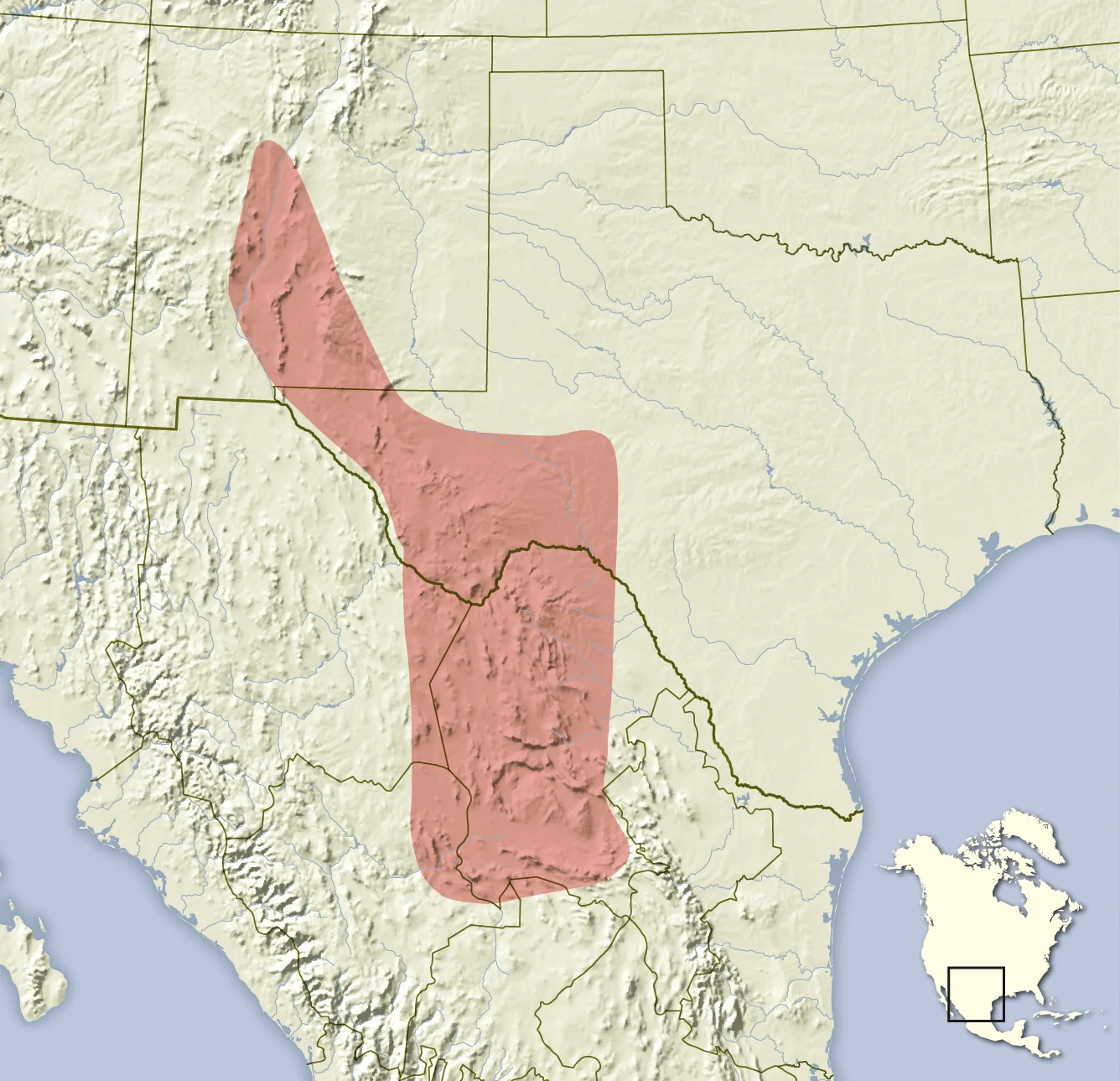 Ardilla antilope de Texas