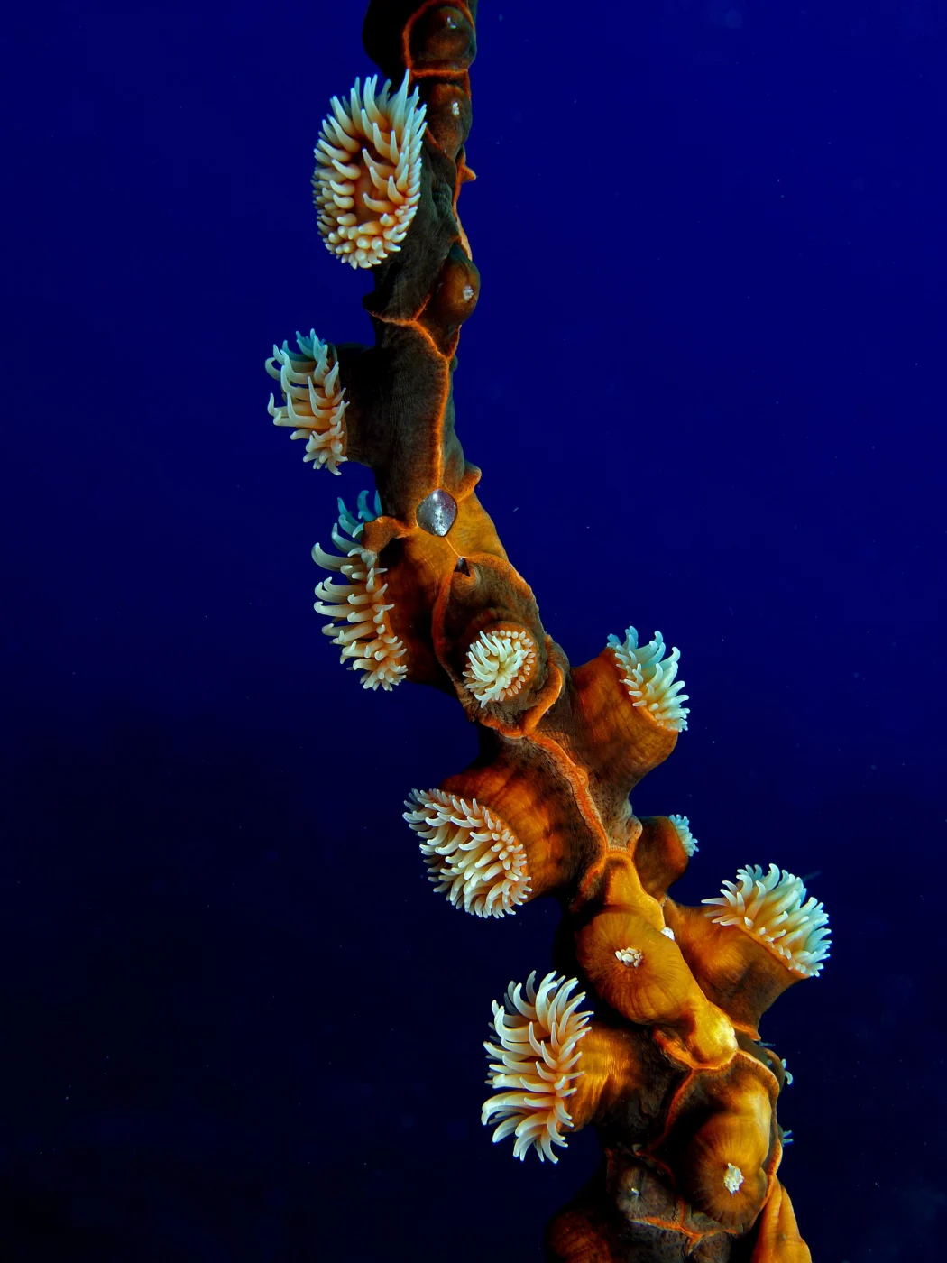 rough sea anemone