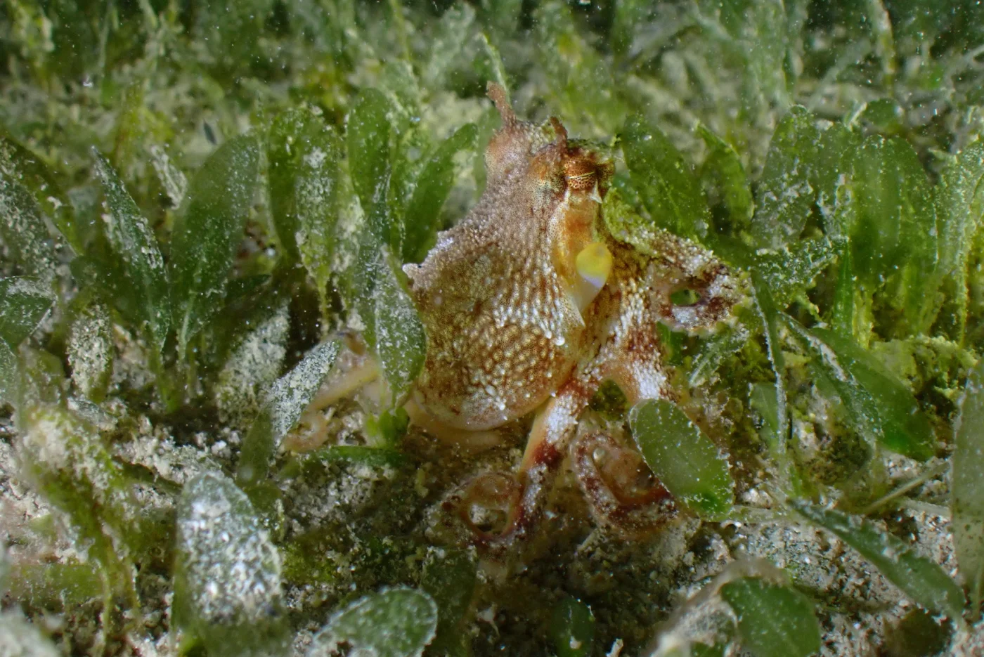 Short-arm Sand Octopus