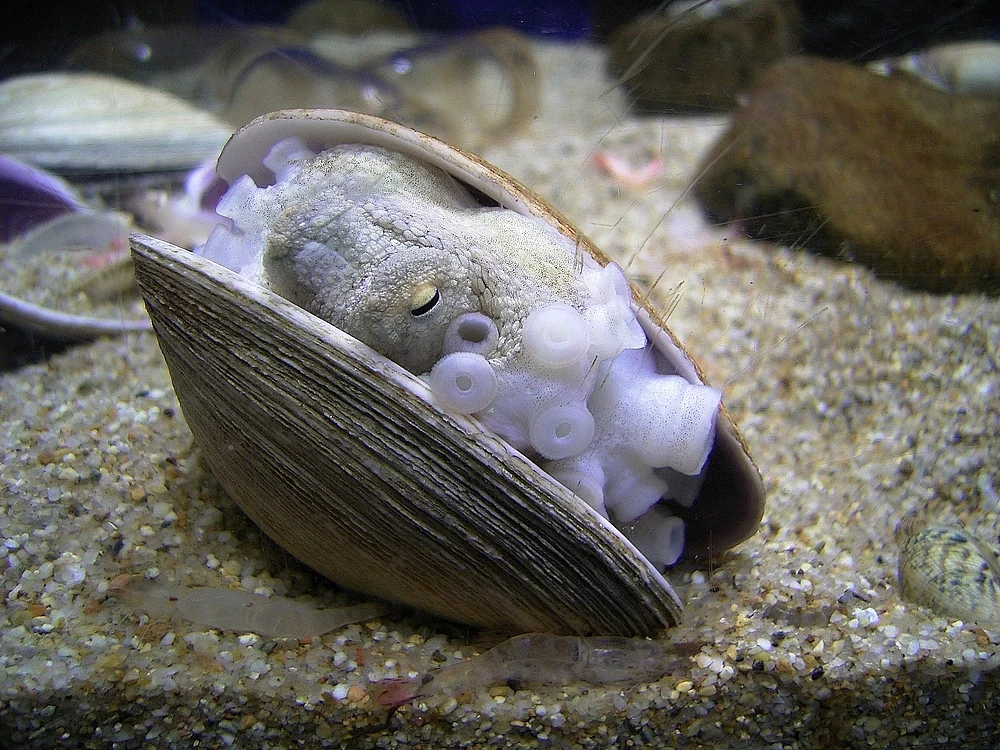 Arm-banded Ocellate Octopus