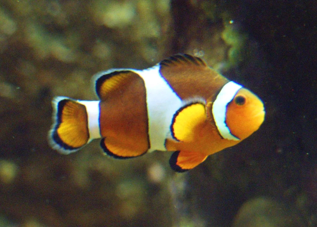 Common Clownfish