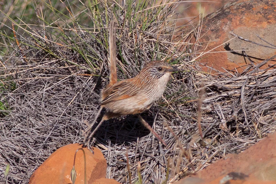 Short-tailed Grasswren