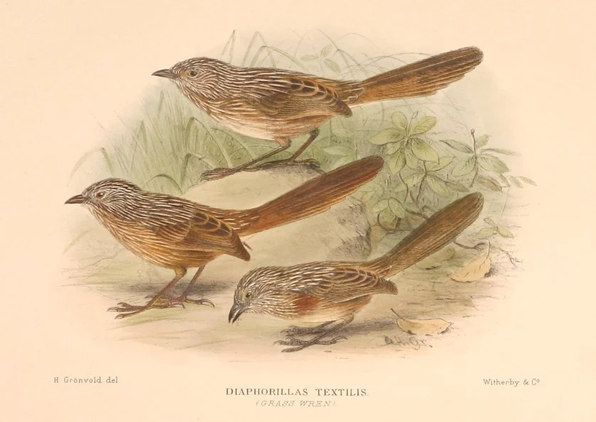 Thick-billed Grasswren