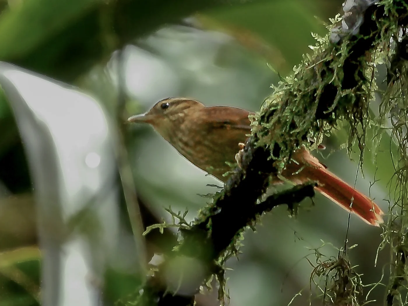 White-browed Foliage-gleaner