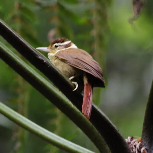 White-collared Foliage-gleaner