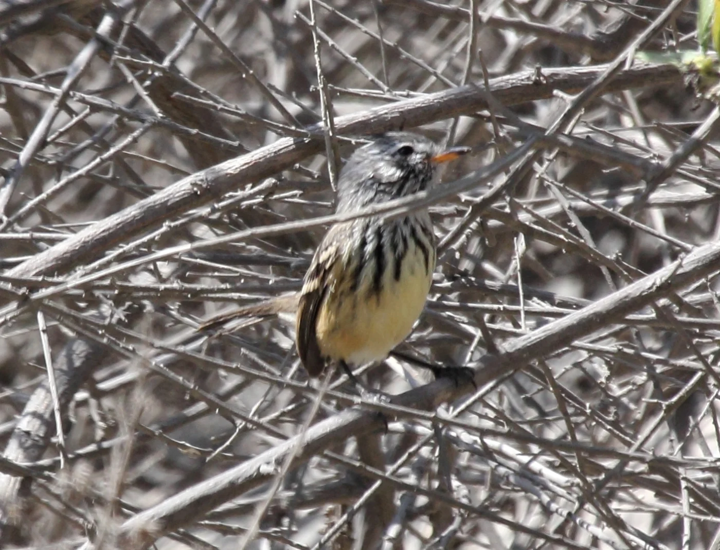 Yellow-billed Tit-Tyrant