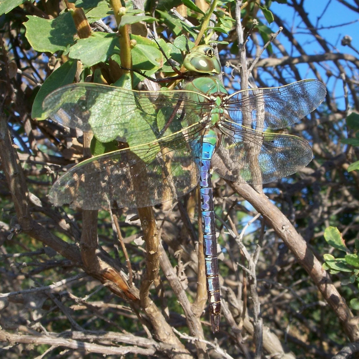 Common Green Darner