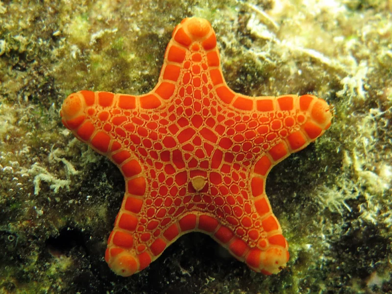 Queensland Biscuit Star