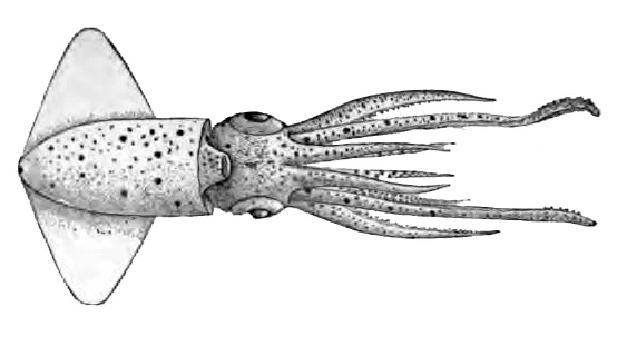 Sharp-eared Enope Squid