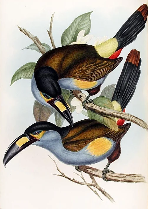 Plate-billed Mountain Toucan
