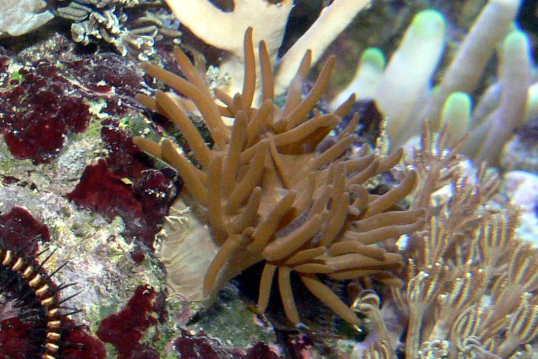 Anemonia antillensis