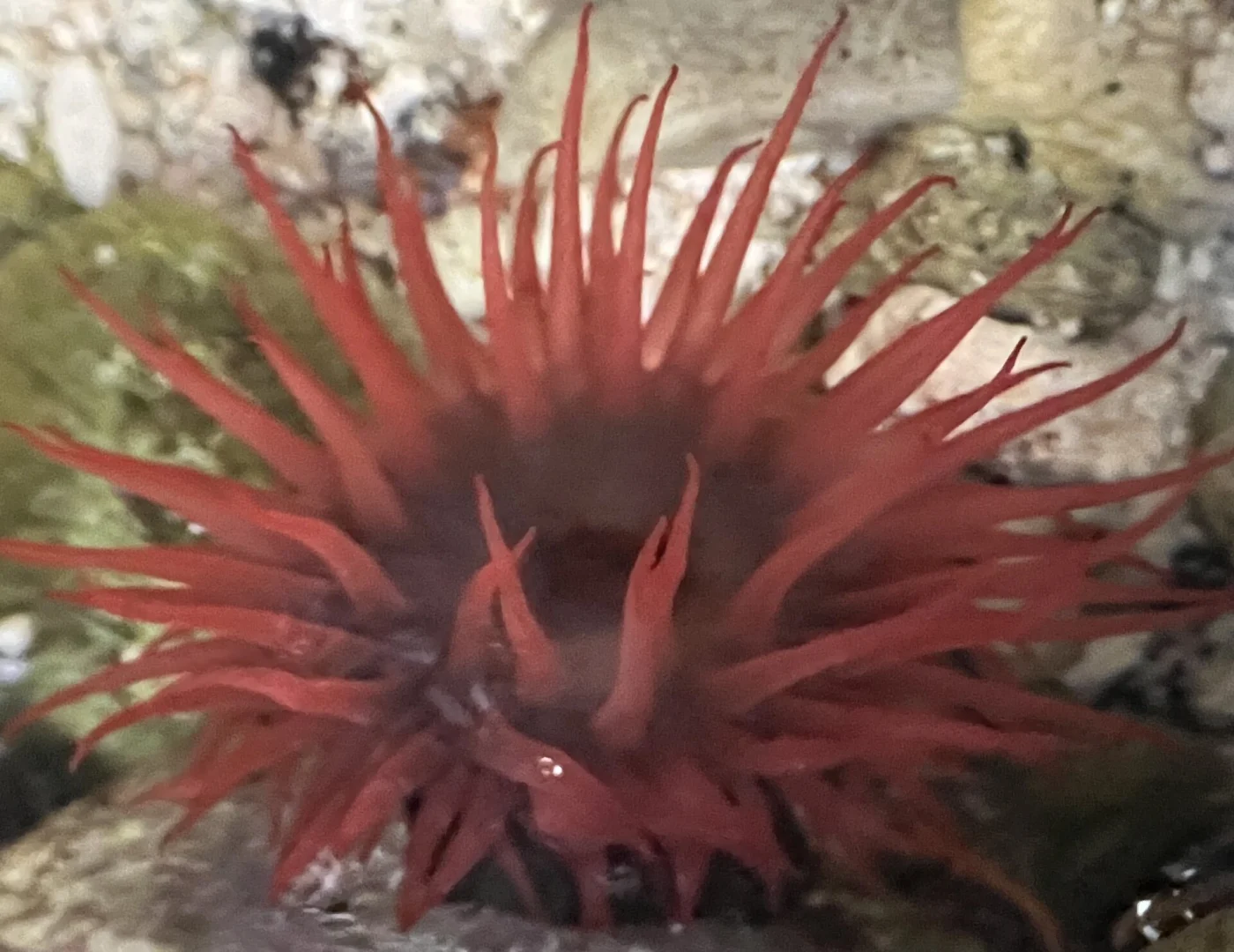 Anemonia depressa