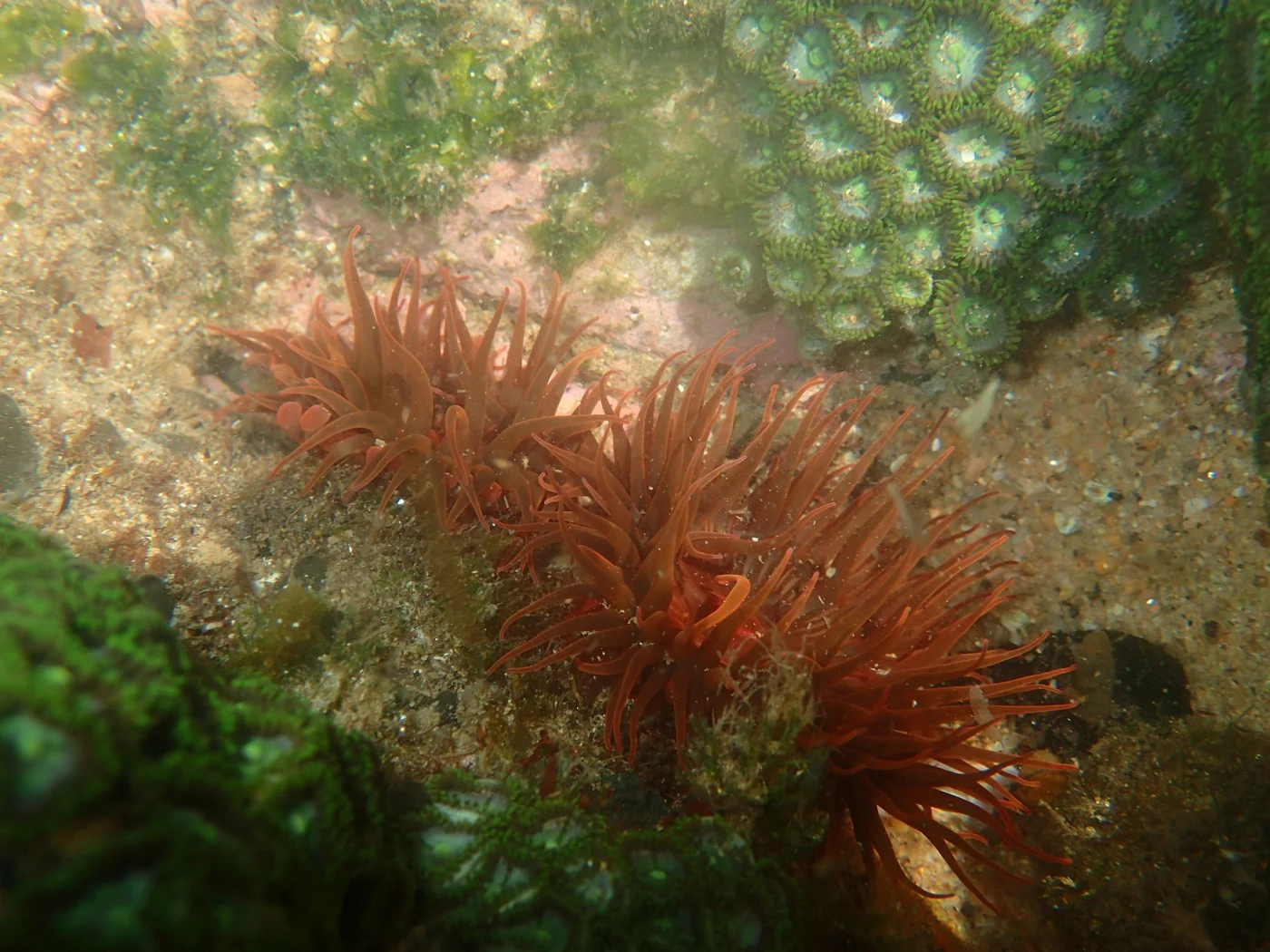 Natal Anemone