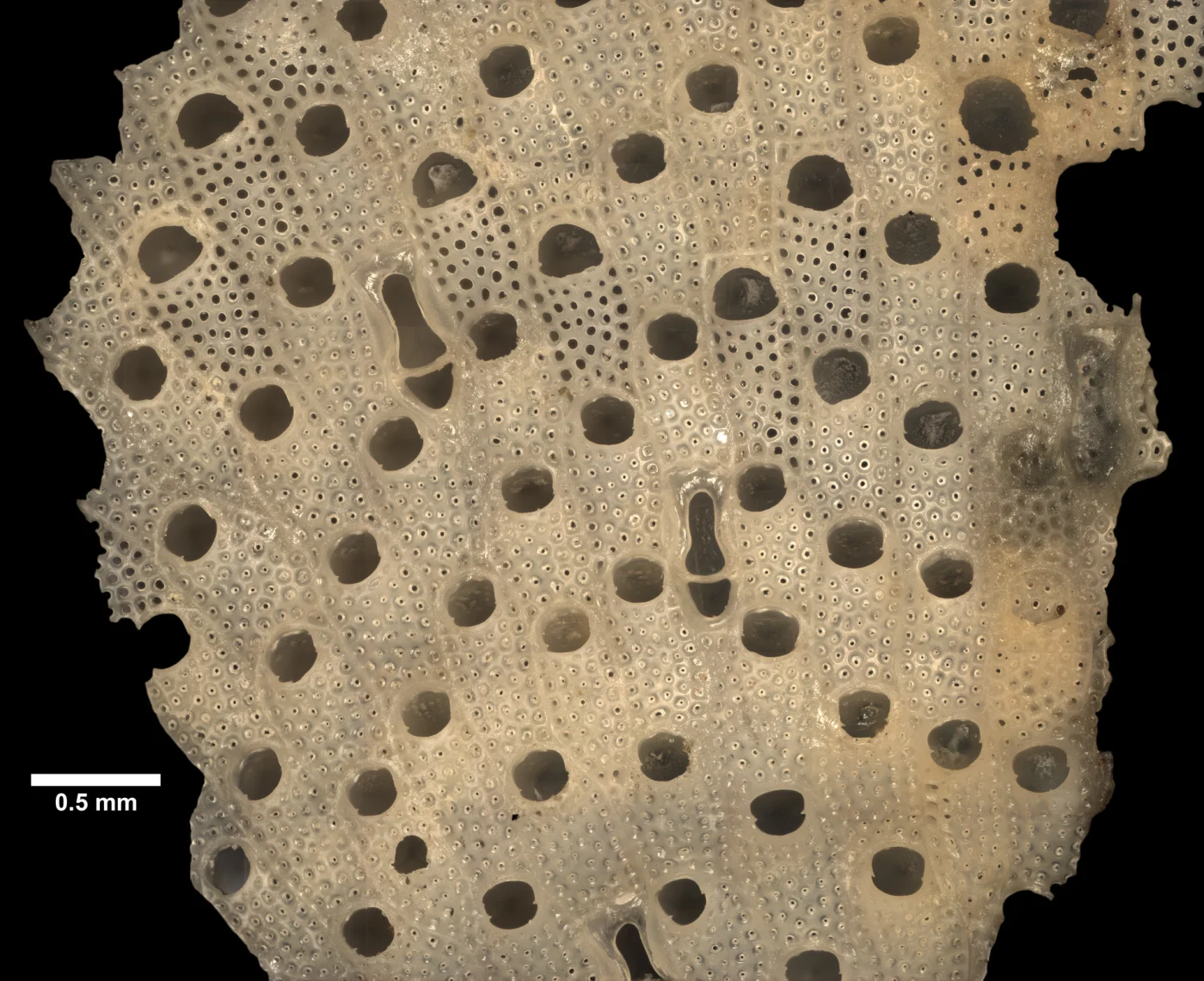 Anexechona ancorata